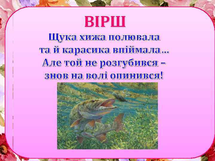 ВІРШ Щука хижа полювала та й карасика впіймала… Але той не розгубився – знов
