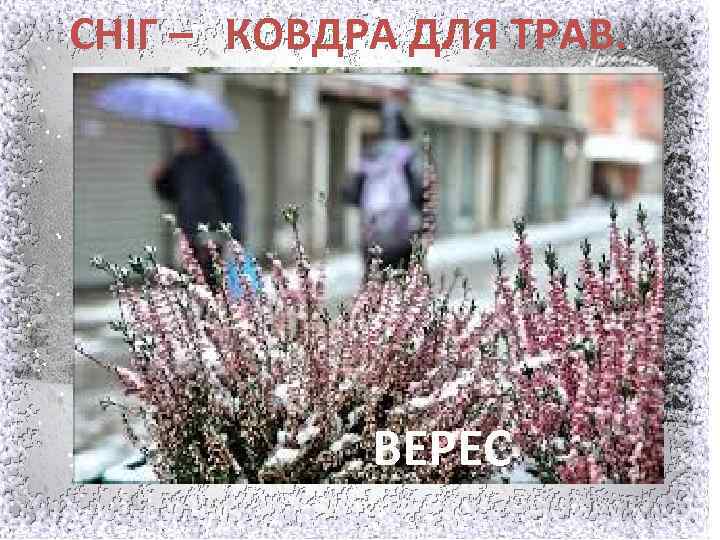 СНІГ – КОВДРА ДЛЯ ТРАВ. ЖУРАВЛИНА ПІДСНІЖНИКИ СУНИЦЯ ВЕРЕС 