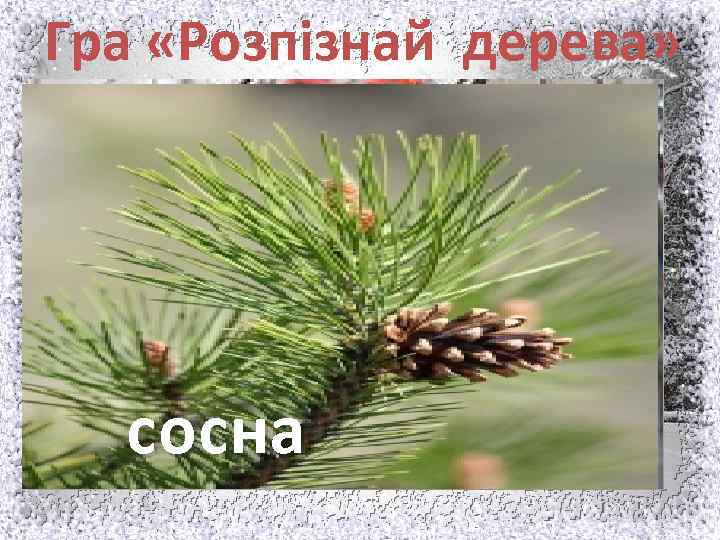 Гра «Розпізнай дерева» дусосна б верба береза клен ялина горобина 