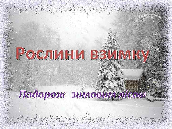 Рослини взимку Подорож зимовим лісом 