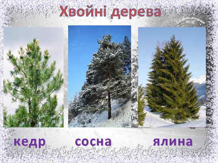 Хвойні дерева кедр сосна ялина 