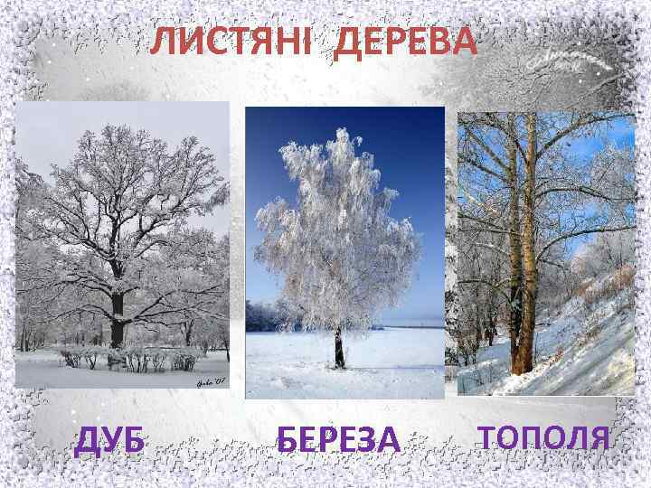 ЛИСТЯНІ ДЕРЕВА ДУБ БЕРЕЗА ТОПОЛЯ 