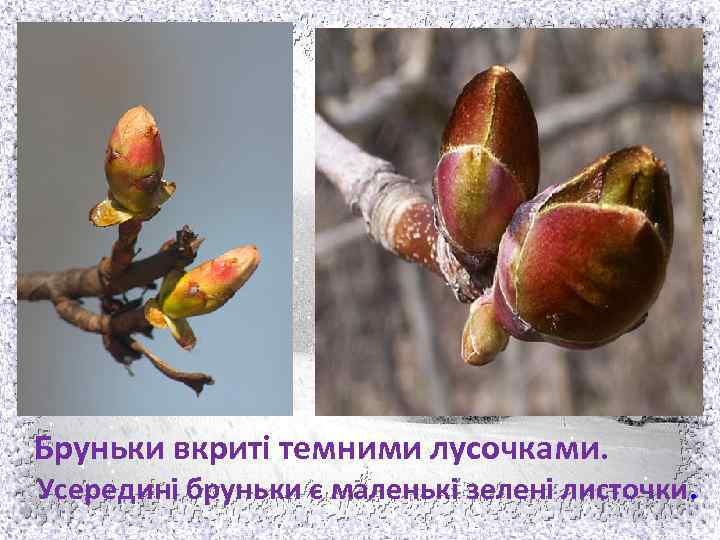 Бруньки вкриті темними лусочками. Усередині бруньки є маленькі зелені листочки. 