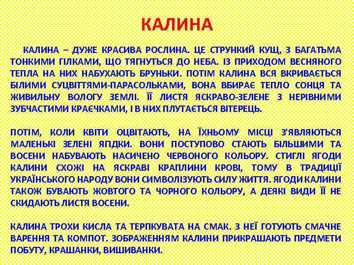 КАЛИНА – ДУЖЕ КРАСИВА РОСЛИНА. ЦЕ СТРУНКИЙ КУЩ, З БАГАТЬМА ТОНКИМИ ГІЛКАМИ, ЩО ТЯГНУТЬСЯ