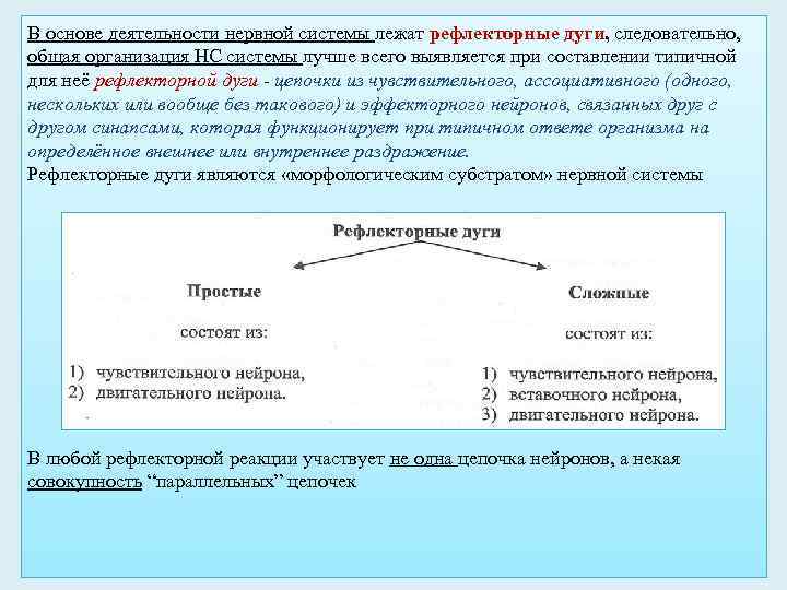 В основе деятельности нервной системы лежат рефлекторные дуги, следовательно, общая организация НС системы лучше