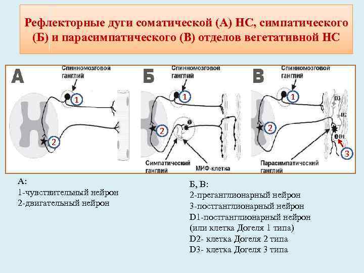 Рефлекторные дуги соматической (А) НС, симпатического (Б) и парасимпатического (В) отделов вегетативной НС 1