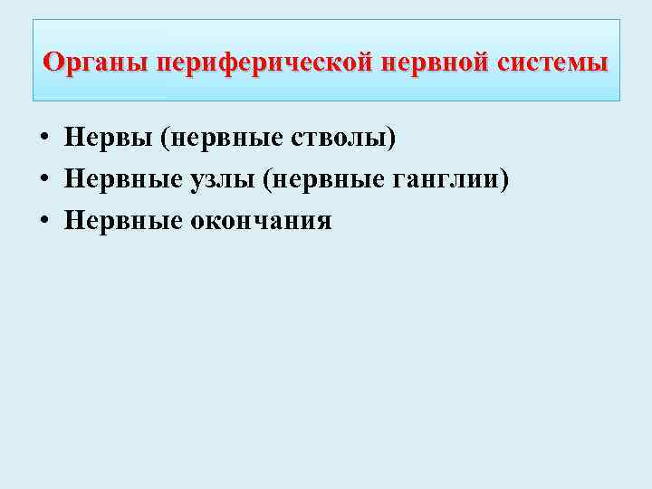 Органы периферической нервной системы • Нервы (нервные стволы) • Нервные узлы (нервные ганглии) •