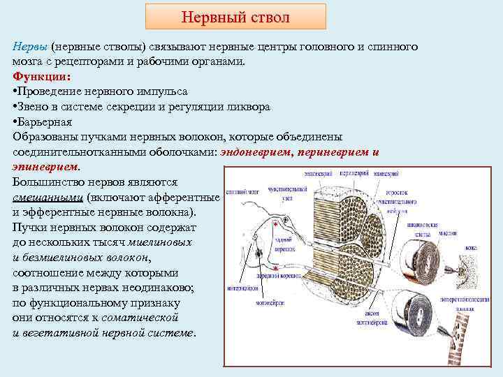 Нервный ствол Нервы (нервные стволы) связывают нервные центры головного и спинного мозга с рецепторами