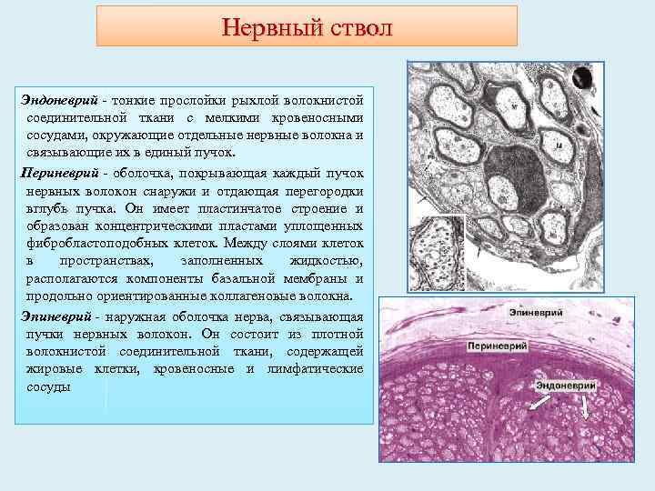 Нервный ствол Эндоневрий - тонкие прослойки рыхлой волокнистой соединительной ткани с мелкими кровеносными сосудами,