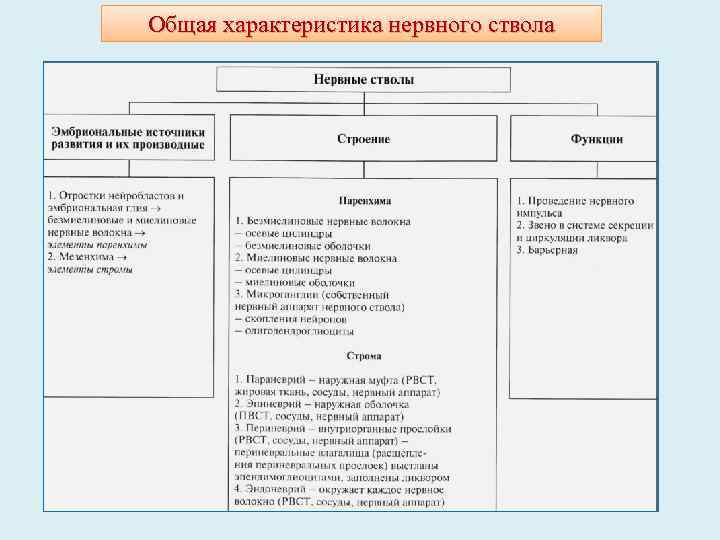 Общая характеристика нервного ствола 