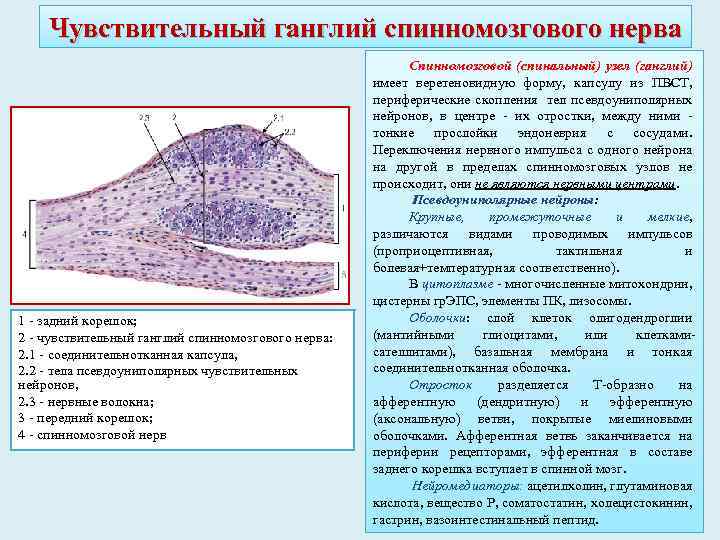 Чувствительный ганглий спинномозгового нерва 1 - задний корешок; 2 - чувствительный ганглий спинномозгового нерва: