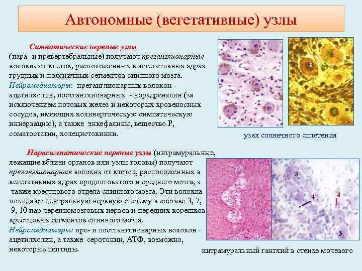 Автономные (вегетативные) узлы Симпатические нервные узлы (пара- и превертебральные) получают преганглионарные волокна от клеток,