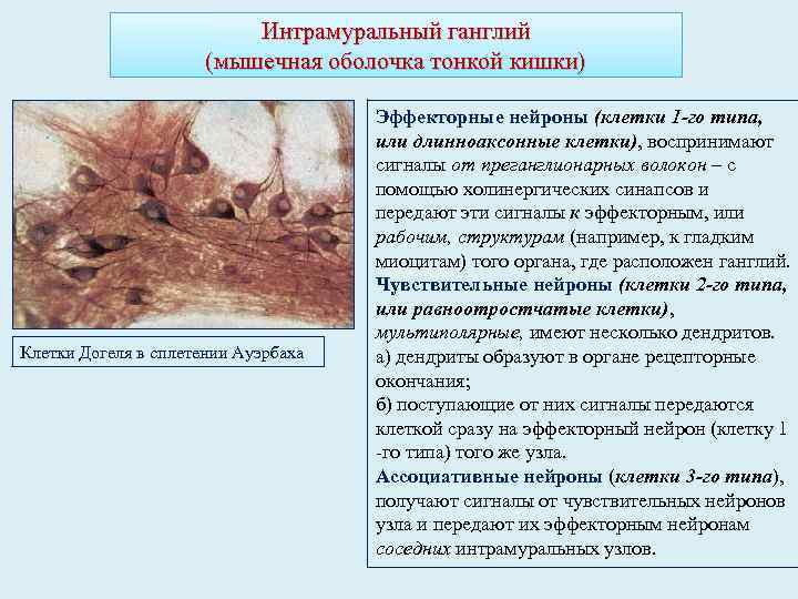 Интрамуральный ганглий (мышечная оболочка тонкой кишки) Клетки Догеля в сплетении Ауэрбаха Эффекторные нейроны (клетки