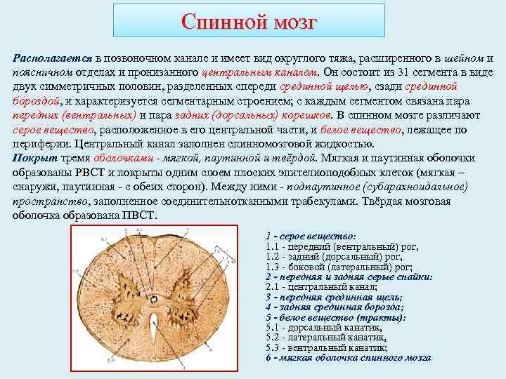 Спинной мозг Располагается в позвоночном канале и имеет вид округлого тяжа, расширенного в шейном