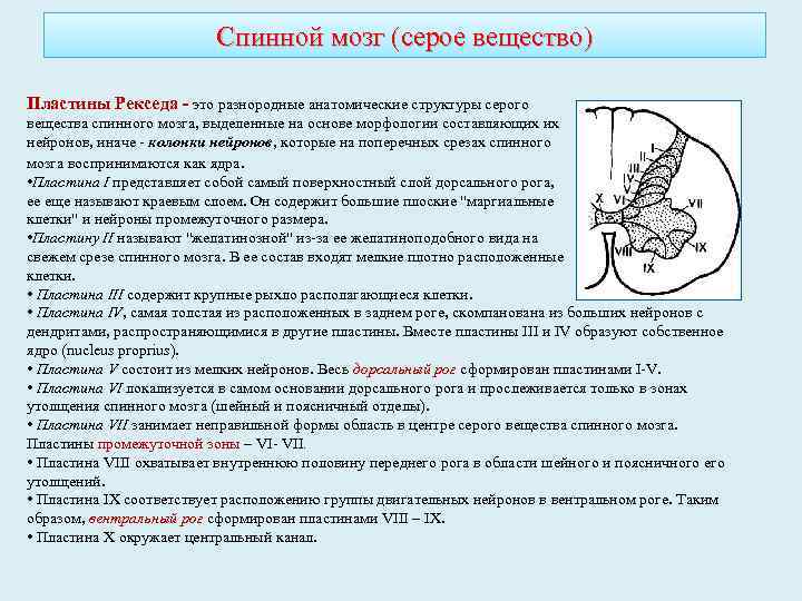 Спинной мозг (серое вещество) Пластины Рекседа это разнородные анатомические структуры серого вещества спинного мозга,
