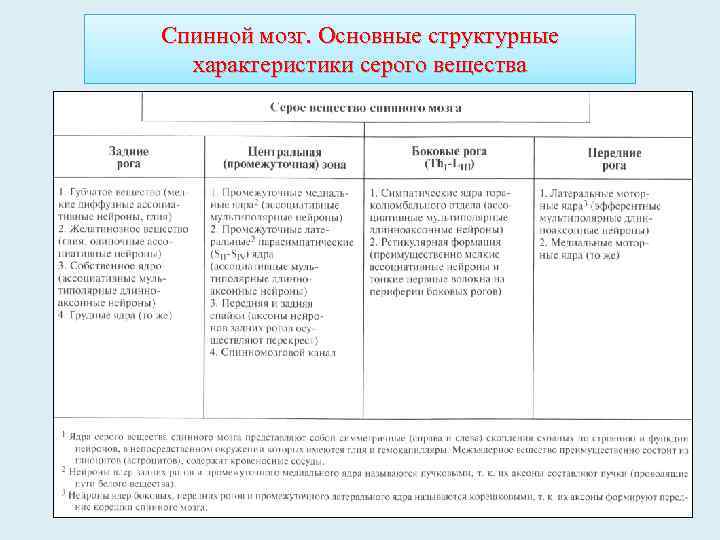 Спинной мозг. Основные структурные характеристики серого вещества 