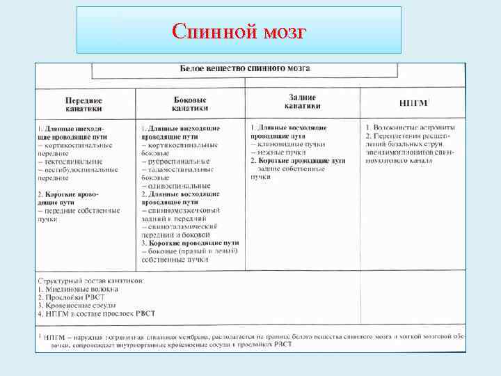 Спинной мозг 