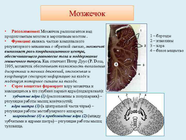 Мозжечок • Расположение: Мозжечок располагается над продолговатым мозгом и варолиевым мостом. • Функции: являясь