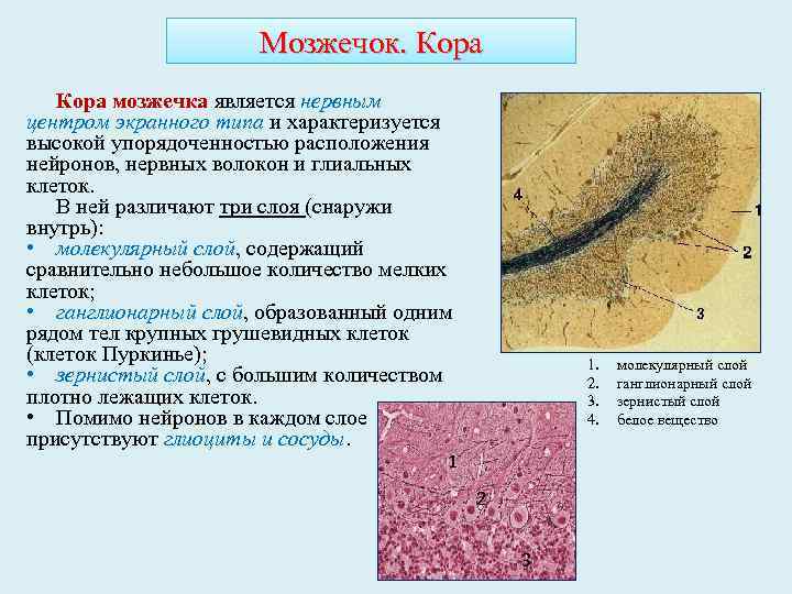 Мозжечок. Кора мозжечка является нервным центром экранного типа и характеризуется высокой упорядоченностью расположения нейронов,