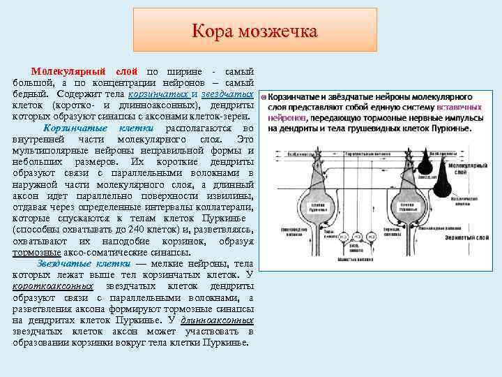 Кора мозжечка Молекулярный слой по ширине - самый большой, а по концентрации нейронов –