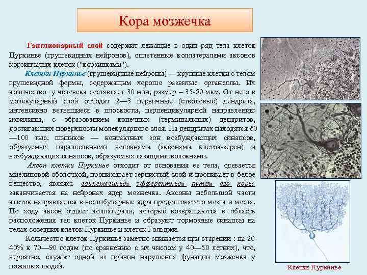 Кора мозжечка Ганглионарный слой содержит лежащие в один ряд тела клеток Пуркинье (грушевидных нейронов),