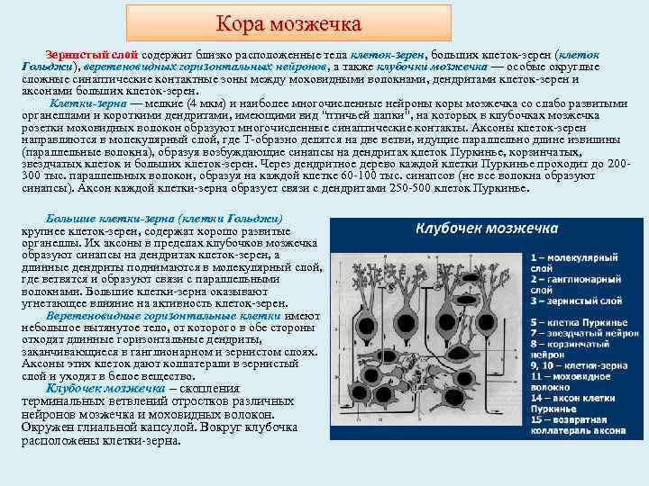 Кора мозжечка Зернистый слой содержит близко расположенные тела клеток-зерен, больших клеток-зерен (клеток Гольджи), веретеновидных