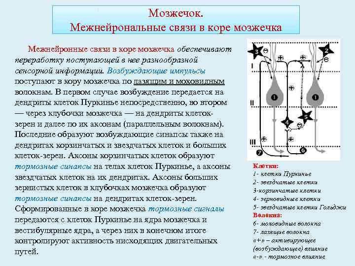 Мозжечок. Межнейрональные связи в коре мозжечка Межнейронные связи в коре мозжечка обеспечивают переработку поступающей