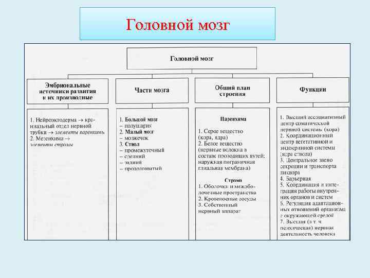 Головной мозг 