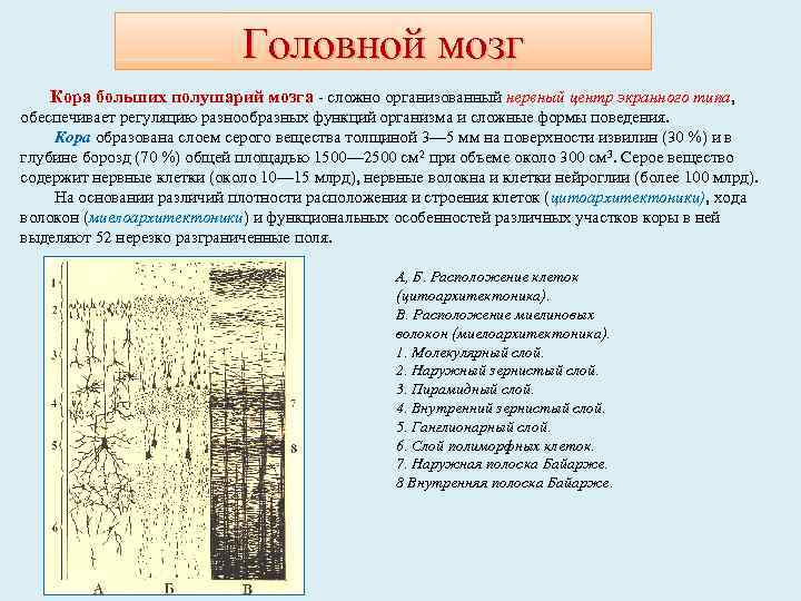 Головной мозг Кора больших полушарий мозга - сложно организованный нервный центр экранного типа, обеспечивает