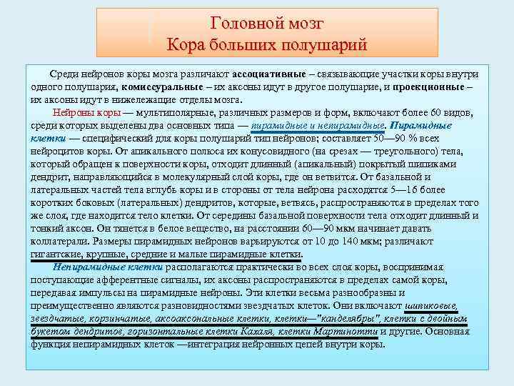 Головной мозг Кора больших полушарий Среди нейронов коры мозга различают ассоциативные – связывающие участки