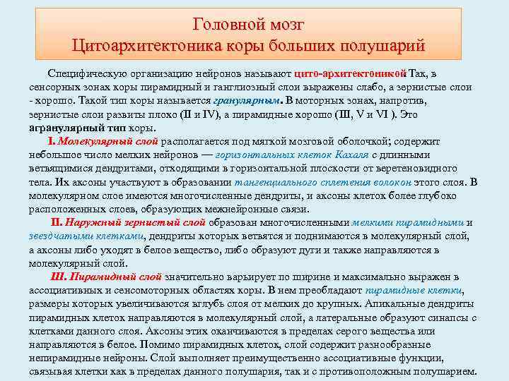 Головной мозг Цитоархитектоника коры больших полушарий Специфическую организацию нейронов называют цито архитектоникой. Так, в