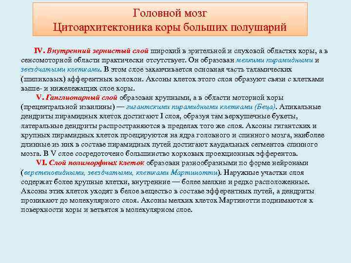 Головной мозг Цитоархитектоника коры больших полушарий IV. Внутренний зернистый слой широкий в зрительной и