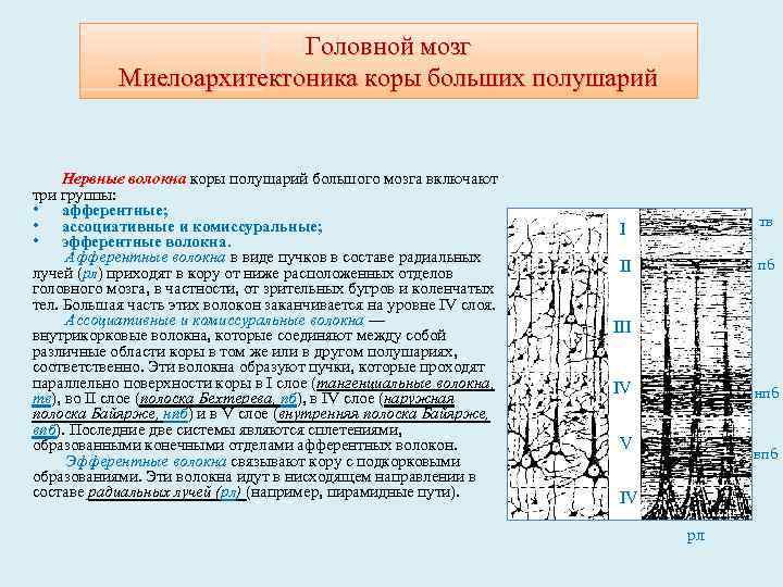Головной мозг Миелоархитектоника коры больших полушарий Нервные волокна коры полушарий большого мозга включают три