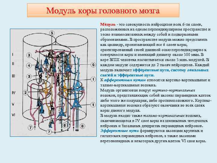 Модуль коры головного мозга Модуль - это совокупность нейроцитов всех 6 -ти слоев, расположенных
