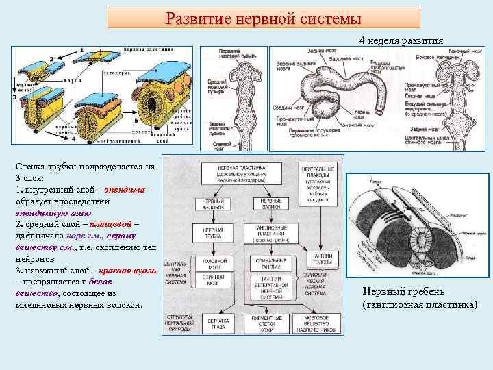 Развитие нервной системы 4 неделя развития Стенка трубки подразделяется на 3 слоя: 1. внутренний