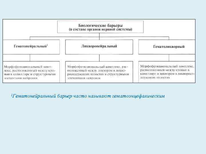 1 Гематонейральный барьер часто называют гематоэнцефалическим 