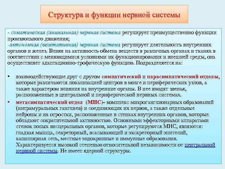 Структура и функции нервной системы - соматическая (анимальная) нервная система регулирует преимущественно функции произвольного