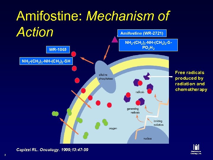 Amifostine: Mechanism of Action Amifostine (WR-2721) WR-1065 NH 2 -(CH 2)3 -NH-(CH 2)2 -SPO