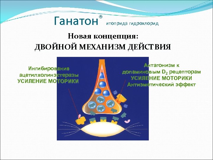 ® Ганатон итоприда гидрохлорид Новая концепция: ДВОЙНОЙ МЕХАНИЗМ ДЕЙСТВИЯ Ингибирование ацетилхолинэстеразы УСИЛЕНИЕ МОТОРИКИ Антагонизм