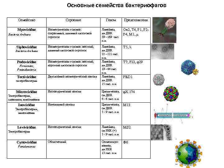 Основные семейства бактериофагов Семейство Myoviridae Bacteria Archaea Siphoviridae Bacteria Archaea Podoviridae Firmicutes, Proteobacteria Tectiviridae