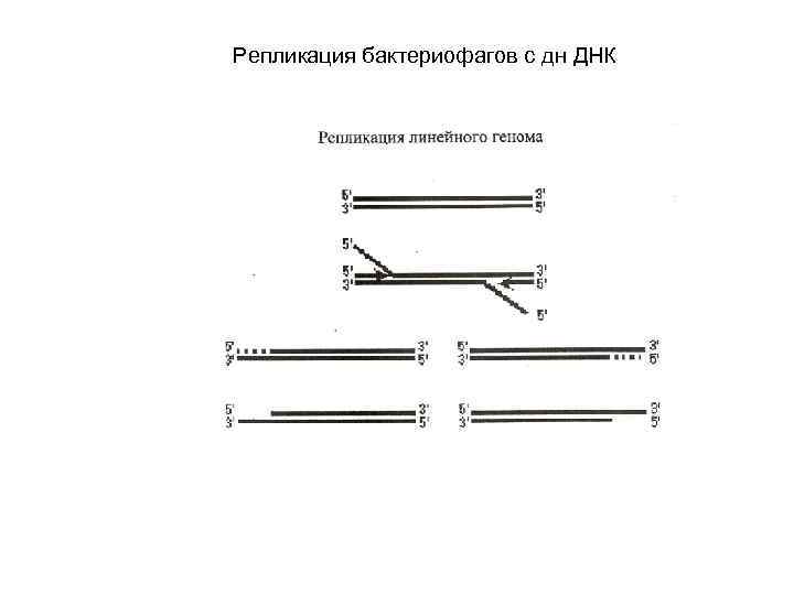 Репликация бактериофагов с дн ДНК 