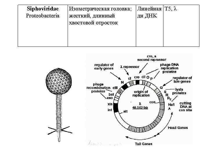 Siphoviridae Proteobacteria Изометрическая головка; Линейная T 5, λ жесткий, длинный дн ДНК хвостовой отросток