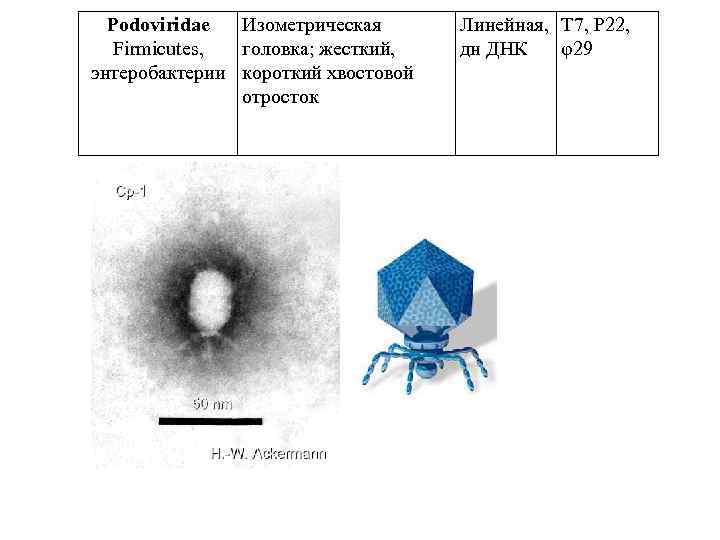 Podoviridae Изометрическая Firmicutes, головка; жесткий, энтеробактерии короткий хвостовой отросток Линейная, T 7, P 22,