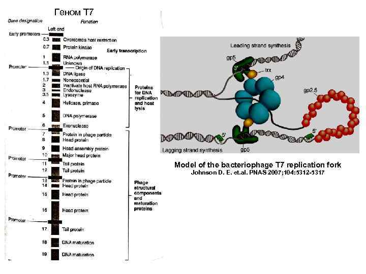 Геном Т 7 Model of the bacteriophage T 7 replication fork Johnson D. E.