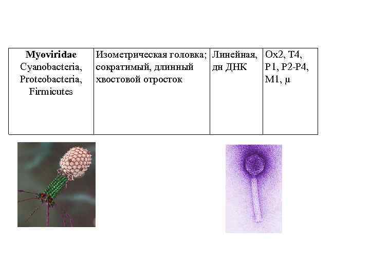 Myoviridae Cyanobacteria, Proteobacteria, Firmicutes Изометрическая головка; Линейная, Ox 2, T 4, сократимый, длинный дн