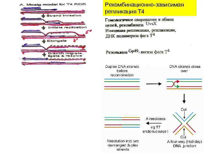 Рекомбинационно-зависимая репликация Т 4 