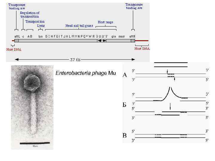 Enterobacteria phage Mu 