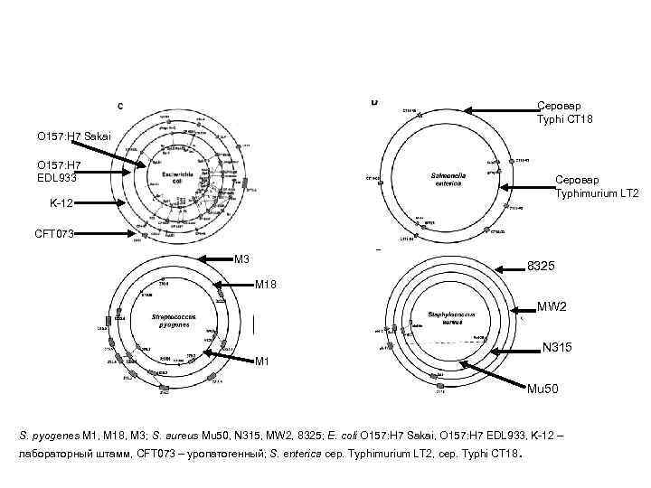 Серовар Typhi CT 18 O 157: H 7 Sakai O 157: H 7 EDL