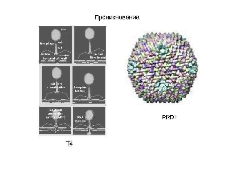 Проникновение PRD 1 T 4 