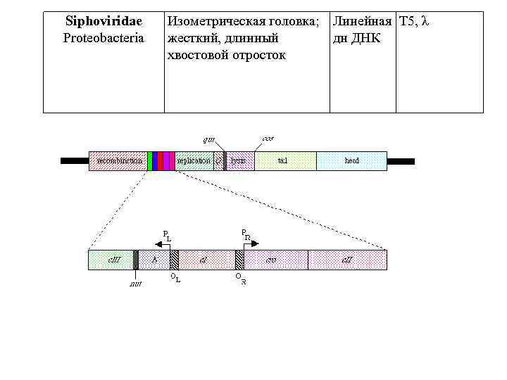 Siphoviridae Proteobacteria Изометрическая головка; Линейная T 5, λ жесткий, длинный дн ДНК хвостовой отросток